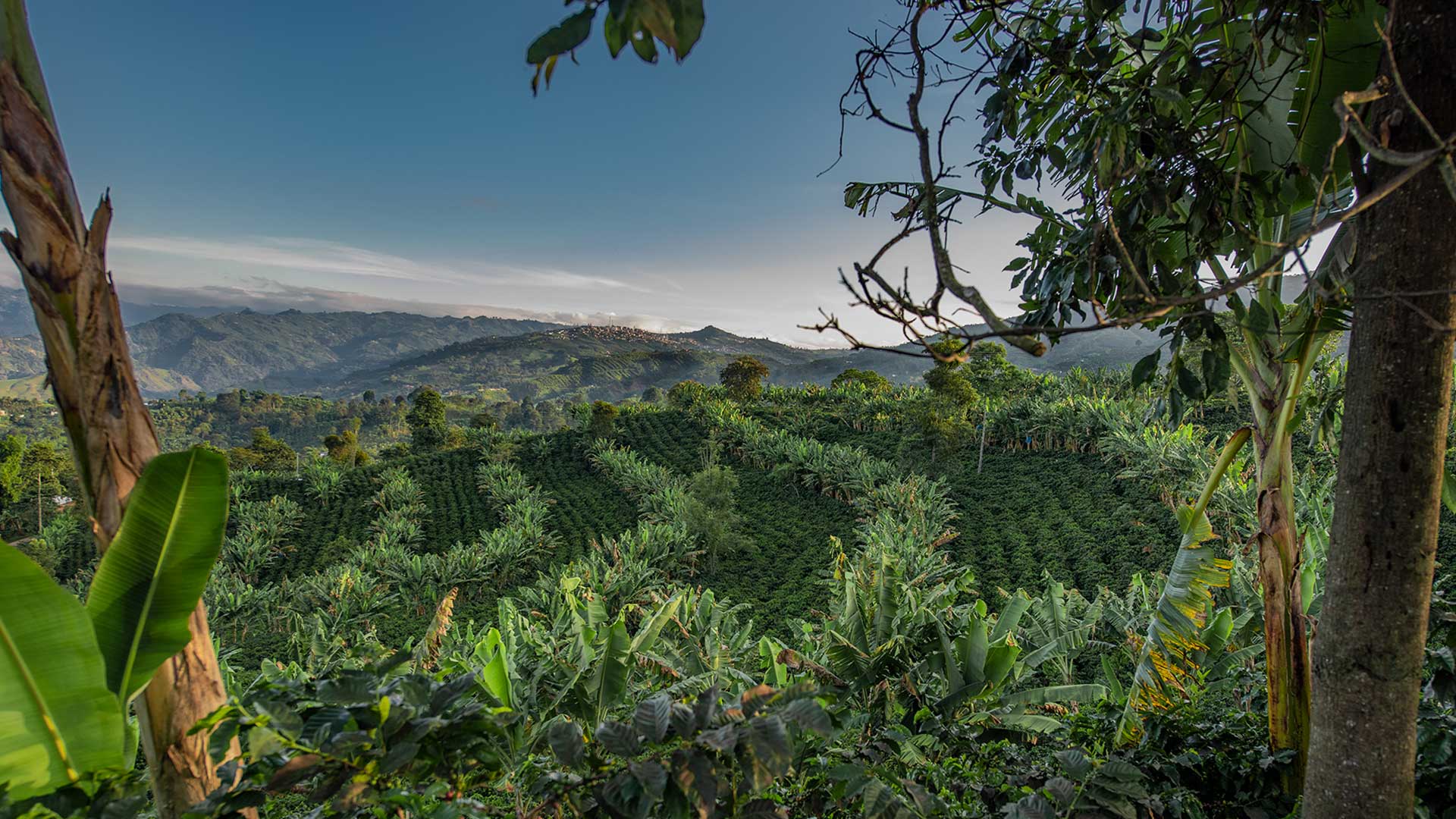 Premium Coffee Tour